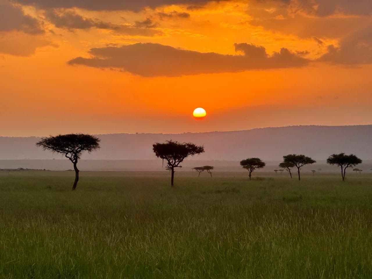 Acacia trees silhouetted against an orange sky at sunset