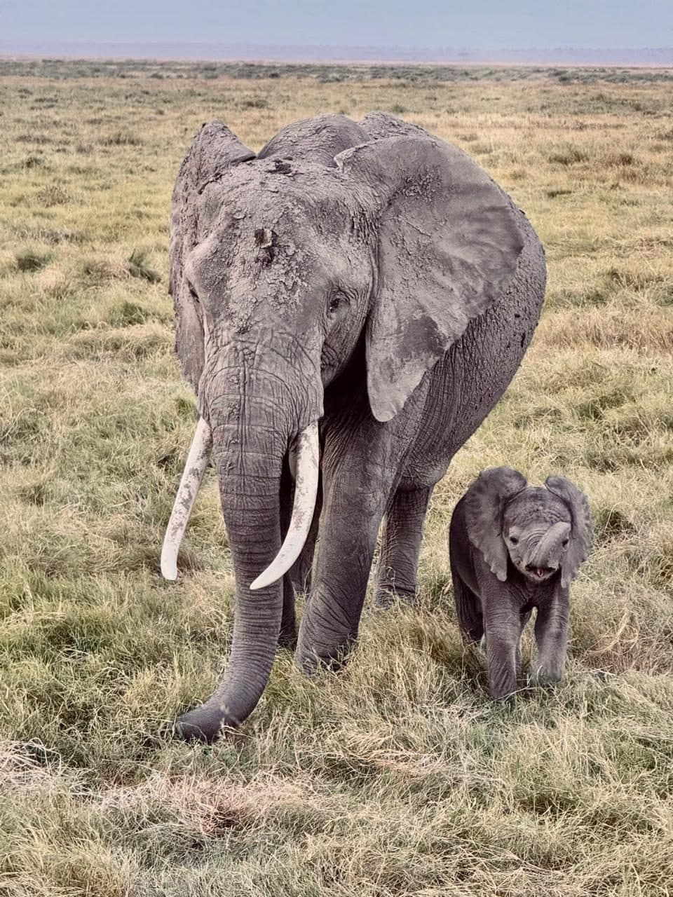 Elephant walking with her calf through marsh grass in Amboseli