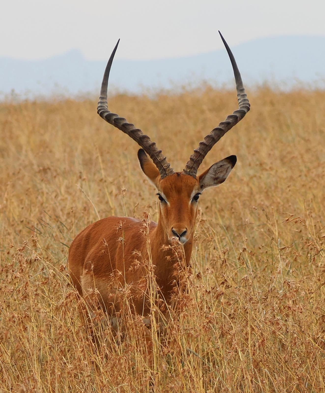 Male impala standing in long golden grass