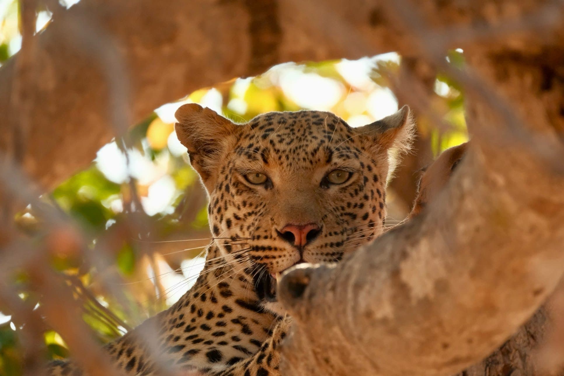 Leopard resting in a tree, framed by branches
