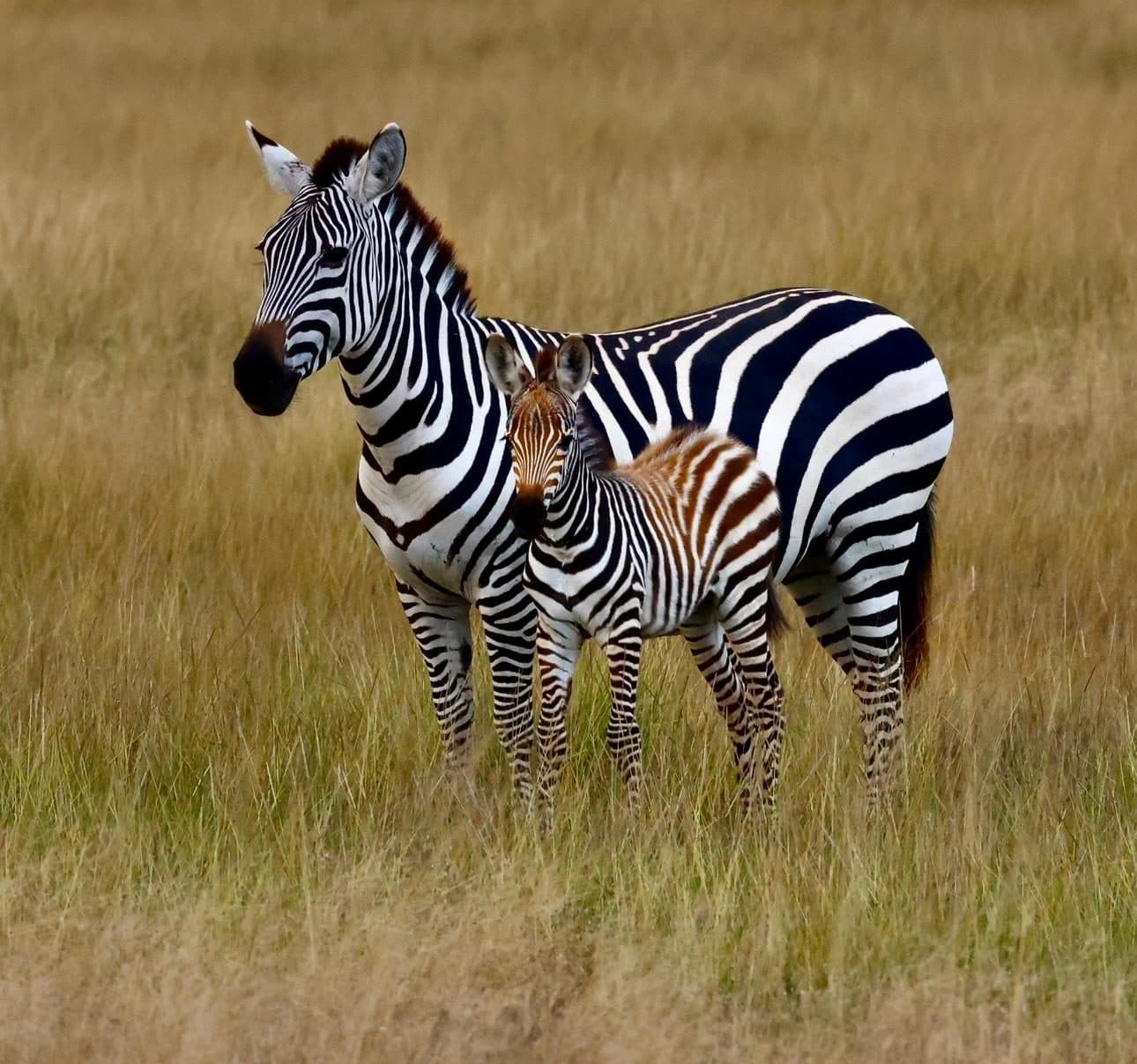 A zebra mare and her foal standing together in long golden grass